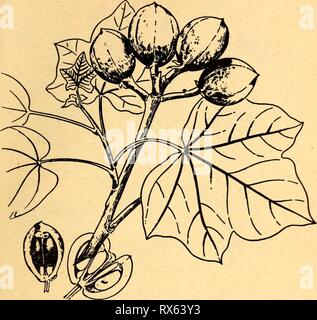 Essbare und giftige Pflanzen von essbaren und giftigen Pflanzen der Karibik ediblepoisonousp 00 Dahl Jahr: 1944 83 65. Physic Mutter Jatropha Curcas gift Die rohen Samen oder "Nüsse" dieser Pflanze sind giftig, oder zumindest heftig purgative. Todesfälle sind von Ihnen essen aufgetreten. Nach einer gründlichen geröstet, sie sind süß und gut zu essen; jedoch ist es am besten, nicht, sie zu essen Unter keinen Umstände. Der Baum wird allgemein in den Niederungen der gesamten karibischen Region, wo es oft für Hecken oder lebende Zaunpfosten bepflanzt ist. Die Busch oder kleine Baum hat kleine grünlich-gelben Blüten. Th Stockfoto