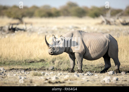 Ein Rhino bei Rietfontein im Etosha National Park, Namibia. Stockfoto