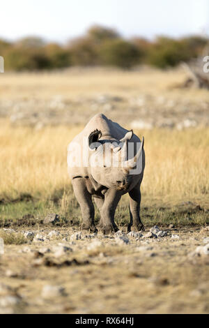 Ein Rhino bei Rietfontein im Etosha National Park, Namibia. Stockfoto