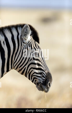 Ein Zebra surft im Gras in der Nähe von Halali Rest Camp im Etosha National Park, Namibia. Stockfoto