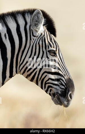 Ein Zebra surft im Gras in der Nähe von Halali Rest Camp im Etosha National Park, Namibia. Stockfoto