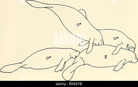 Ökologie und Verhalten der Ökologie und Verhalten der Manatee (Trichechus Manatus) in Florida ecologybehavioro 00 hart-Jahr: 1979 Hartman - Manatees in Florida 101 Abb. 33. Umwerbung Aktivität. Drei erwachsene Männer mouthing und umarmt estrous Weiblich (Foto). Für den größten Teil der Umwerbung der Stiere war unnachgiebig und zwingt die Kuh in kontinuierliche Flug. Die Stiere Mund und umarmte sie zurück (Abb. 33), ritt sie, als sie aufgetaucht (Abbn. 34 und 35), und rollte auf den Kopf in dem Bemühen, ihren Unterleib zu nähern. Die Kuh immer rollte sich von ihnen ab, Sie zurück zu Ihrer Präsentation Stockfoto