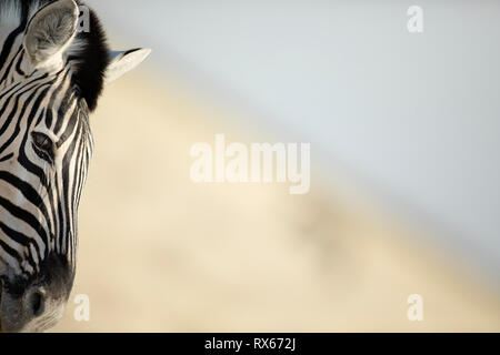 Ein Zebra surft im Gras in der Nähe von Halali Rest Camp im Etosha National Park, Namibia. Stockfoto