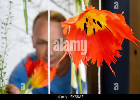 Erfurt, Deutschland. 08 Mär, 2019. Florist Markus Lehmann bereitet eine Tulpe 'Leo' für die Saison Eröffnung in der ersten Halle Show des Jahres unter dem Titel "Bauhaus trifft Garten'. In diesem Jahr wird am 9. März 2019 unter dem Motto "Zeitlos spannend. Entdecken Sie die 360000 in das Bauhaus 2019". Quelle: Michael Reichel/dpa/Alamy leben Nachrichten Stockfoto