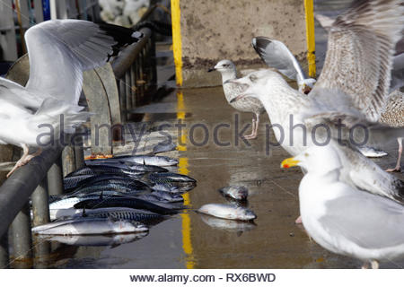 Dingle, Irland. 08 Mär, 2019. Möwen kämpfen für ausrangierte Makrelen an Dingle Pier in Kerry auf einem warmen und sonnigen Nachmittag heute. Credit: Clearpix/Alamy leben Nachrichten Stockfoto