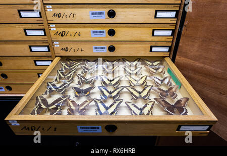 Wiesbaden, Deutschland. 15 Feb, 2019. Vorbereitet Schmetterlinge der Gattung Papilio können in einen Schmetterling, in der Zeitschrift des Landesmuseums Wiesbaden gesehen werden. Credit: Silas Stein/dpa/Alamy leben Nachrichten Stockfoto