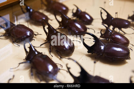 Wiesbaden, Deutschland. 15 Feb, 2019. Hirschkäfer können in einen Schmetterling, in der Zeitschrift des Landesmuseums Wiesbaden gesehen werden. (Dpa' im Kampf gegen die Pest: Freiwillige pflegen Museum Collection" vom 09.03.2019) Credit: Silas Stein/dpa/Alamy leben Nachrichten Stockfoto