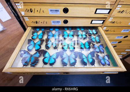 Wiesbaden, Deutschland. 15 Feb, 2019. Vorbereitet Schmetterlinge der Gattung Papilio können in einen Schmetterling, in der Zeitschrift des Landesmuseums Wiesbaden gesehen werden. (Dpa' im Kampf gegen die Pest: Freiwillige pflegen Museum Collection" vom 09.03.2019) Credit: Silas Stein/dpa/Alamy leben Nachrichten Stockfoto