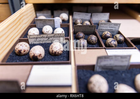 Wiesbaden, Deutschland. 15 Feb, 2019. Eier von Limnikolen/Watvögeln (charadriiformes) liegen im Magazin des Landesmuseum Wiesbaden. (Dpa' im Kampf gegen die Pest: Freiwillige pflegen Museum Collection" vom 09.03.2019) Credit: Silas Stein/dpa/Alamy leben Nachrichten Stockfoto