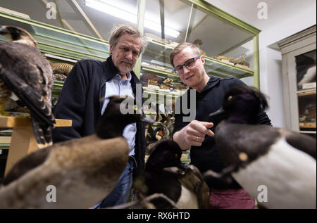 Wiesbaden, Deutschland. 15 Feb, 2019. Ulrich Kaiser, Biologe und Kurator (l) und Lukas Hartmann, Biologe und Museum Freiwillige, schauen Sie sich vorbereitet Enten im Landesmuseum Wiesbaden. (Dpa' im Kampf gegen die Pest: Freiwillige pflegen Museum Collection" vom 09.03.2019) Credit: Silas Stein/dpa/Alamy leben Nachrichten Stockfoto