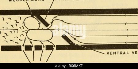 Die ökologie und Geschichte der Ökologie und Leben Geschichte der Grasfrosch (Rana temporaria temporaria) ecologylifehisto 00 sava Jahr: 1962 ZUNGE VENTRALEN VELUM Abb. 17. Sagittalschnitt einer Kaulquappe von R. Temporaria. Die Strukturen von Bedeutung in der Fütterung SCHLEIMHÄUTE NETZKABEL DORSALE GAUMENSEGEL NAHRUNGSMITTELPARTIKEL VENTRA: lum GILL SCHLUPFWINKELN Abb. 18. Schematische Ansicht der Mundhöhle und des Rachens einer Kaulquappe, die den Weg durch das Wasser genommen und sterben Strukturen von Bedeutung in der Fütterung in R. temporaria und in B. hufo. Ich habe sie in diese Arten und auch gesehen in Bombina variegata, und verschiedene Arten von Stockfoto