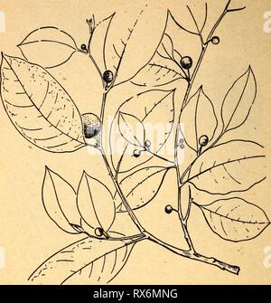 Essbare und giftige Pflanzen von essbaren und giftigen Pflanzen der Karibik ediblepoisonousp 00 Dahl Jahr: 1944 58 45. Breadnut Brosimum Alicastrum mehrere Sorten der breadnut, alle sehr ähneln, wachsen in der Karibik. Sie sind hohe Bäume mit Milchsaft und kleine, runde gelbliche Früchte, die oft den Boden unter den Bäumen. Die Früchte sind roh gegessen, Stein und Alle. Die einzigen großen Samen oder Steine sind essbar, roh oder gekocht; in der Zeit der Hungersnot in Mittelamerika sie sind in großen Mengen gegessen. Die Blätter und Zweige liefern hervorragende Futter für Rinder und Pferde. Die Stockfoto