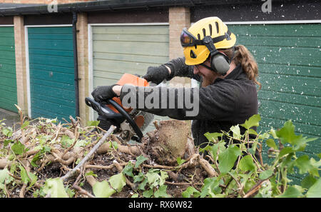 Eine Baumzüchter oder Baum Chirurg verwendet eine Kettensäge an einem Baum. Der Baum Chirurg trägt Kettensäge Sicherheitsausrüstung. Bewegungsunschärfe der Sägemehl und Späne. Stockfoto