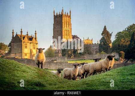 Cotswold Schafe neer Chipping Campden in Gloucestershire mit Kirche im Hintergrund Stockfoto