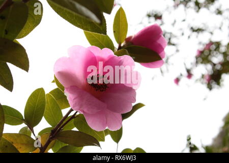 Saxifraga undulata 'Wada 'close-up-Bild mit rosa Blüten und hellblauer Himmel hinter Stockfoto