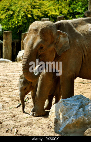 Indische Elefanten lateinischer Name Elephas maximus Stockfoto