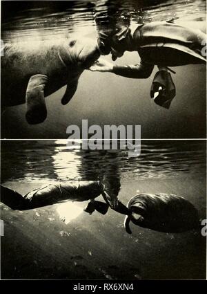 Ökologie und Verhalten der Ökologie und Verhalten der Manatee (Trichechus Manatus) in Florida ecologybehavioro 00 hart-Jahr: 1979 Hartman - Manatees in Florida 129 Abb. 40. Oben, Jugendkriminalität weiblichen "küssen" Thema; Unten, Jugendkriminalität weiblichen nib-bling Hand des Autors (Fotos von James A. Zucker, (c) National Geographic Society). Stockfoto