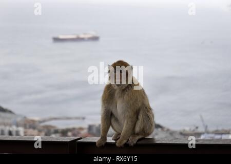 Ein Barbary macaque Affen Uhren Touristen auf den Felsen von Gibraltar, 14. Februar 2019. Gibraltar ist warten, um zu sehen, wie der britische Zukunft Abreise aus der Europäischen Union in Gibraltar gelten könnte. In den 2016 Brexit Stimmen, 96 Prozent der Bewohner von Gibraltar gestimmt fo | Verwendung weltweit Stockfoto