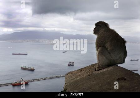 Ein Barbary macaque Affen Uhren Touristen auf den Felsen von Gibraltar, 14. Februar 2019. Gibraltar ist warten, um zu sehen, wie der britische Zukunft Abreise aus der Europäischen Union in Gibraltar gelten könnte. In den 2016 Brexit Stimmen, 96 Prozent der Bewohner von Gibraltar gestimmt fo | Verwendung weltweit Stockfoto