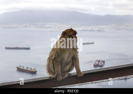 Ein Barbary macaque Affen Uhren Touristen auf den Felsen von Gibraltar, 14. Februar 2019. Gibraltar ist warten, um zu sehen, wie der britische Zukunft Abreise aus der Europäischen Union in Gibraltar gelten könnte. In den 2016 Brexit Stimmen, 96 Prozent der Bewohner von Gibraltar gestimmt fo | Verwendung weltweit Stockfoto