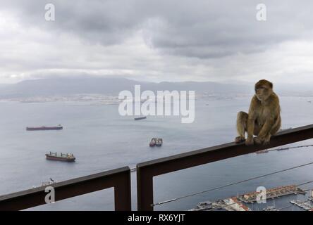 Ein Barbary macaque Affen Uhren Touristen auf den Felsen von Gibraltar, 14. Februar 2019. Gibraltar ist warten, um zu sehen, wie der britische Zukunft Abreise aus der Europäischen Union in Gibraltar gelten könnte. In den 2016 Brexit Stimmen, 96 Prozent der Bewohner von Gibraltar gestimmt fo | Verwendung weltweit Stockfoto