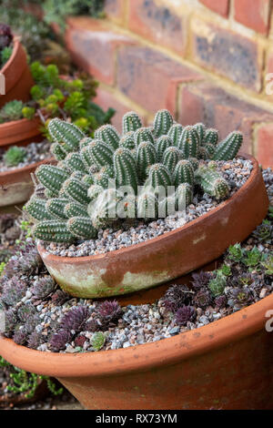 Kaktus und Sempervivum Pflanzen in Töpfen im frühen Frühjahr Stockfoto