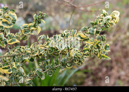 Ligustrum lucidum "Curly Wurly". Chinesische Liguster "Curly Wurly" Blätter im Februar. Großbritannien Stockfoto