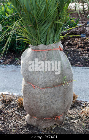 Butia capitata. Winter Schutz für eine Jelly Palm an der RHS Wisley Gardens, Surrey, Großbritannien Stockfoto