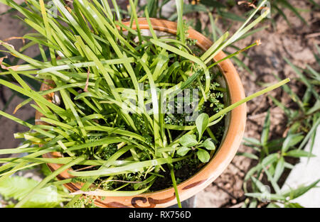 Brauner Tontopf bleiben mit dem grünen Gras in einem Park an einem sonnigen Morgen. Stockfoto