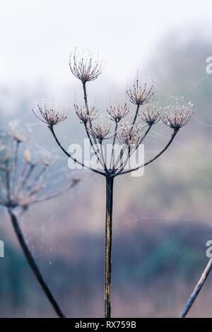 Grate in Tau beladenen Spinne Spinnennetz bedeckt, funkelnd in der hellen Morgen Winter Sonne auf Wimbledon Common, London, England, Großbritannien Stockfoto