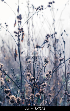 Grate in Tau beladenen Spinne Spinnennetz bedeckt, funkelnd in der hellen Morgen Winter Sonne auf Wimbledon Common, London, England, Großbritannien Stockfoto