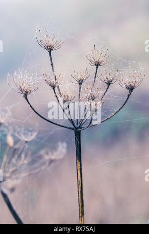 Grate in Tau beladenen Spinne Spinnennetz bedeckt, funkelnd in der hellen Morgen Winter Sonne auf Wimbledon Common, London, England, Großbritannien Stockfoto