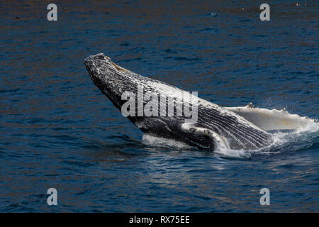 Buckelwal verletzen, Witless Bay Ecological Reserve, Neufundland, Kanada Stockfoto