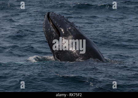 Buckelwal verletzen, Witless Bay Ecological Reserve, Neufundland, Kanada Stockfoto