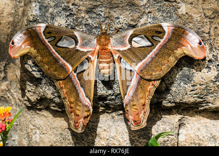 Cobra Motte (Attacus Atlas) an der Felswand, die Botanischen Gärten von Montreal, Quebec, Kanada Stockfoto