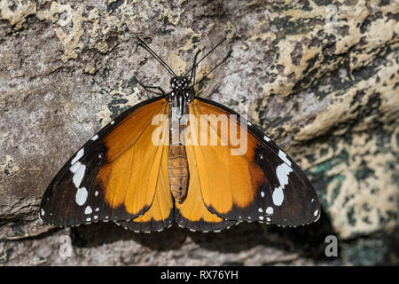 Afrikanischer Monarch (Danaus chrysippus) auf einem Felsen, die Botanischen Gärten von Montreal, Quebec, Kanada Stockfoto