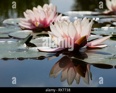 Botanik, Seerose (Nymphaea), Additional-Rights - Clearance-Info - Not-Available Stockfoto