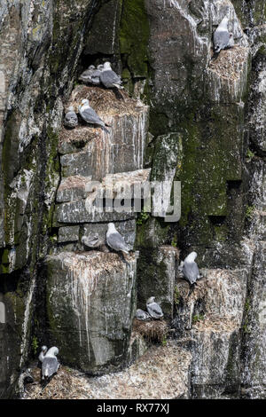 Schwarz-legged Dreizehenmöwe (Rissa tridactyla) Elternteil und chick, Kolonie in ökologischen Cape St. Mary's finden, Neufundland, Kanada Stockfoto