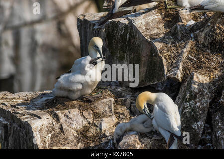 Northern Gannet, Morus bassanus, Küken mit übergeordneten am Cape St. Mary's, Neufundland, Kanada Stockfoto