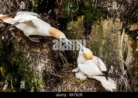 Vögel kämpfen, Northern Gannet, Morus bassanus, ökologische Cape St. Mary's finden, Neufundland, Kanada, Kolonie, Stockfoto