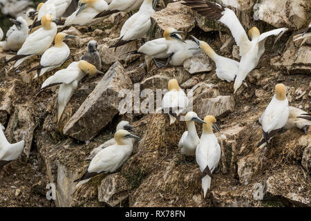 Vögel kämpfen, Northern Gannet, Morus bassanus, ökologische Cape St. Mary's finden, Neufundland, Kanada, Kolonie, Stockfoto