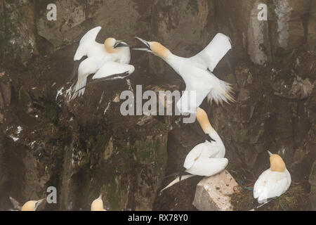 Vögel kämpfen im Nebel, Northern Gannet, Morus bassanus, ökologische Cape St. Mary's finden, Neufundland, Kanada, Kolonie, Stockfoto