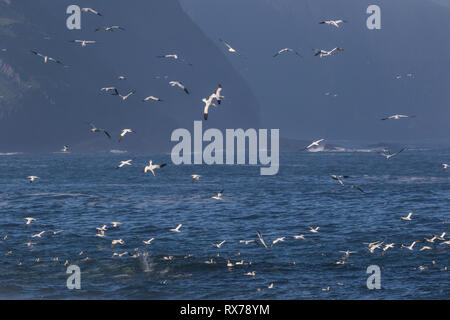 Vögel auf der Jagd nach Nahrung, Northern Gannet, Morus bassanus, ökologische Cape St. Mary's finden, Neufundland, Kanada Stockfoto