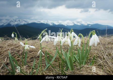 Erste Frühling Blumen. Blühenden weißen Schneeglöckchen in den Bergen Stockfoto