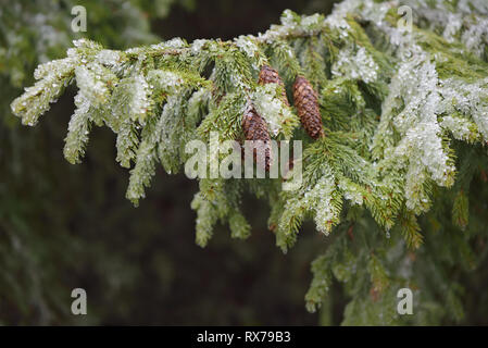 Fichte Zweige mit Zapfen bedeckt mit Eis. Schönheit in der Natur Stockfoto