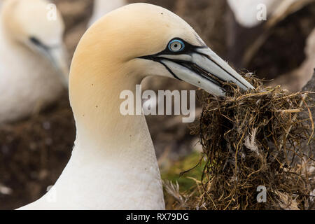 Northern Gannet, Morus bassanus, Nahaufnahme, Cape St. Mary's Ecological Reserve, Neufundland, Kanada, mit Nistmaterial Stockfoto