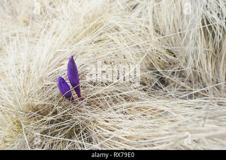 Erste Frühling Blumen. Lila Krokusse im trockenen Gras. Zwei Blumen Stockfoto