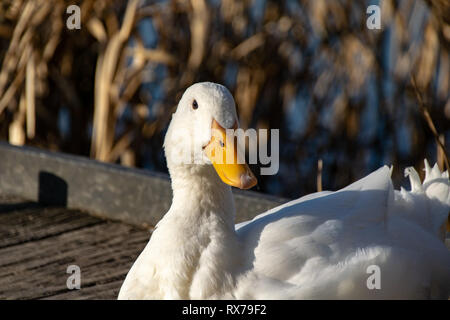 Porträt eines weißen schwere Enten - amerikanische Pekin auch als Aylesbury oder Long Island Ente bekannt Stockfoto