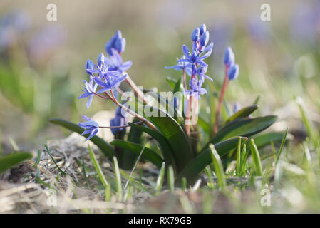 Erste Frühling Blumen auf eine sonnige Wiese Stockfoto