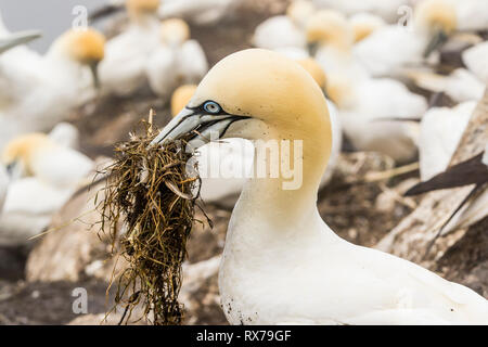 Northern Gannet, Morus bassanus, Nahaufnahme, Cape St. Mary's Ecological Reserve, Neufundland, Kanada, mit Nistmaterial Stockfoto